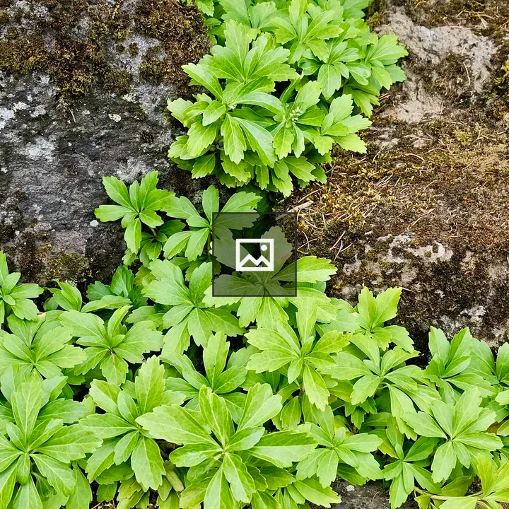 Groundcover among rocks at garden