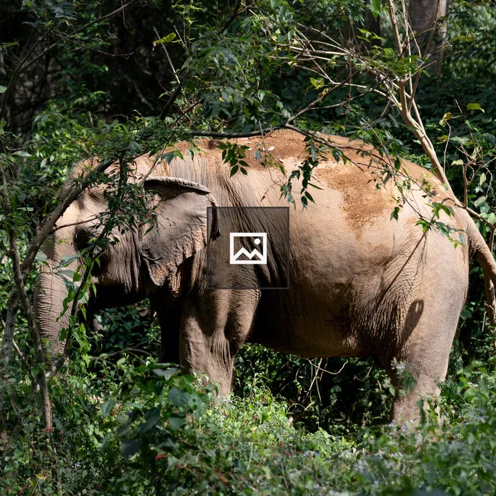 Elephant in Thailand