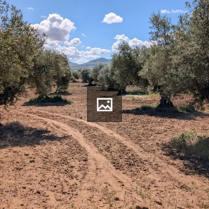 Olive grove along a dirt path