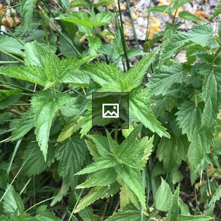 Nettle plant close-up