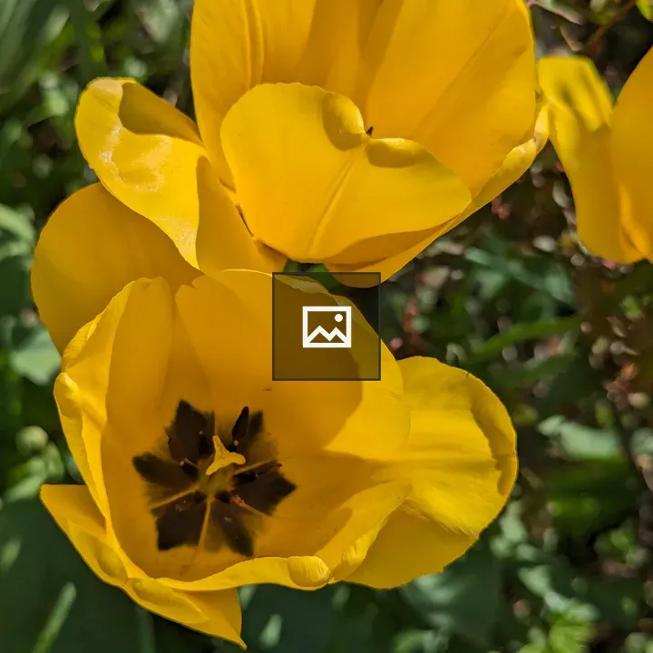 Tulips close-up in bloom
