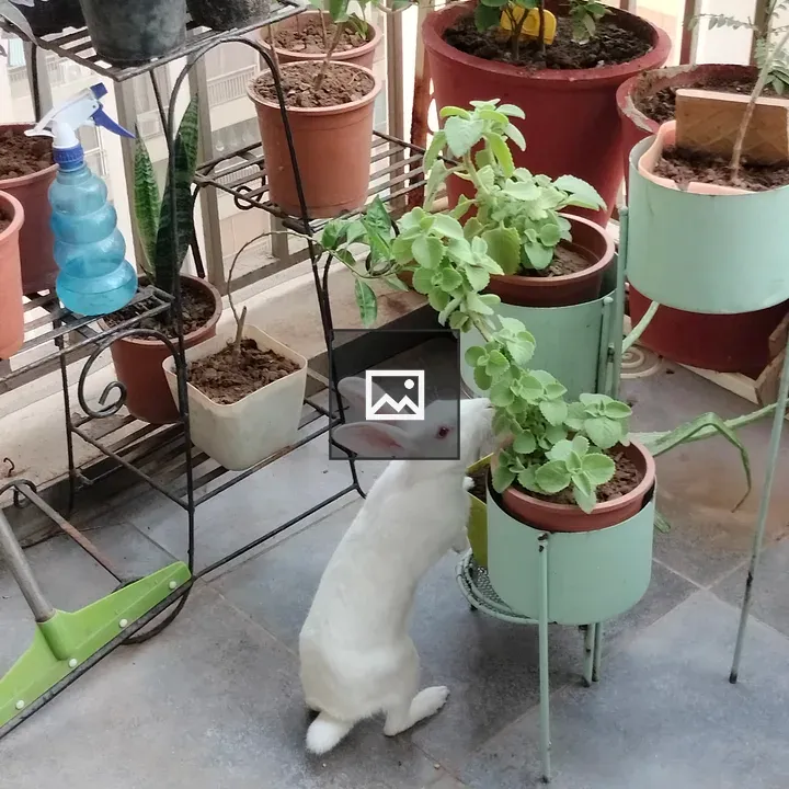 Rabbit Eating Plant