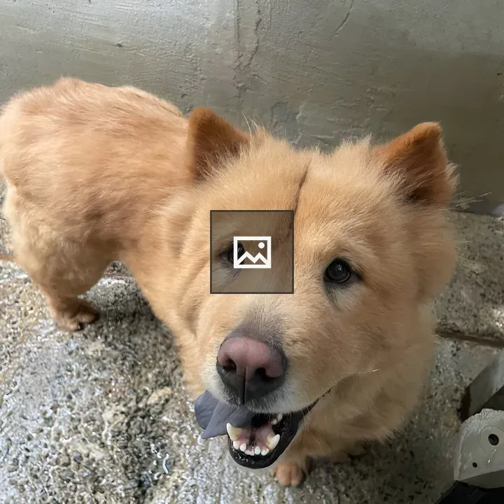 Fluffy dog with facial marking