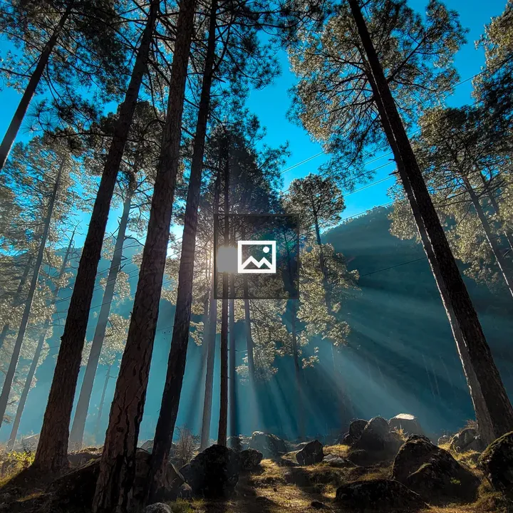 Tall trees in a sunlit forest