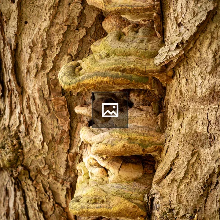 Bracket Fungus on Tree