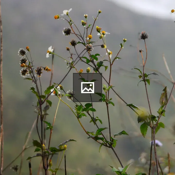 Small plant with yellow flowers