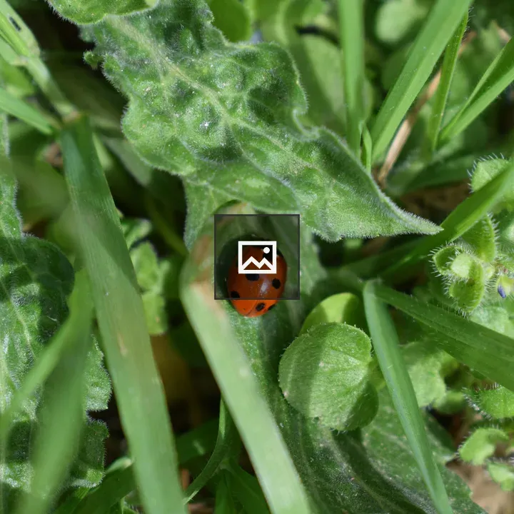 Lady bug on leaf