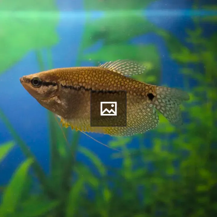 Fish in Aquarium