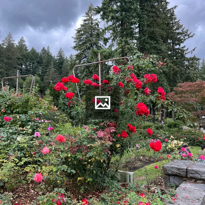 Rose Garden in Portland
