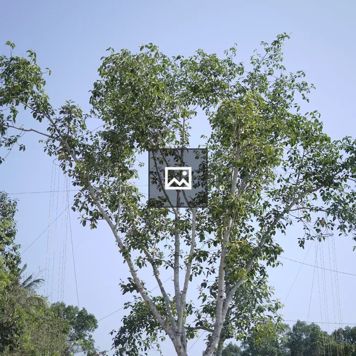 Tree Standing Tall
