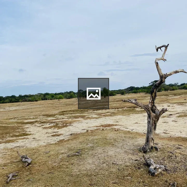 Dry landscape with dead tree