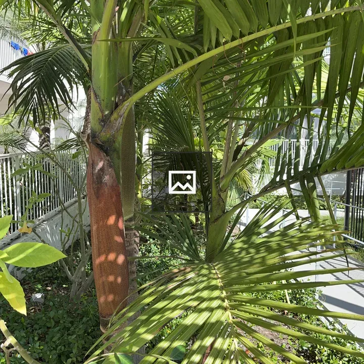 Micro palm forest