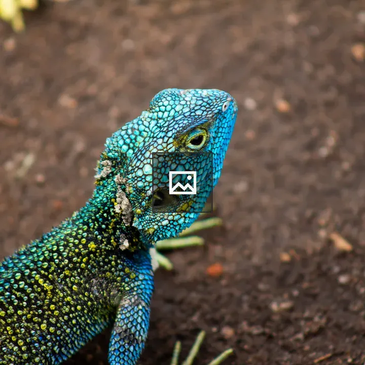 Colorful lizard close-up