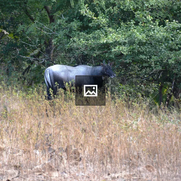 Nilgai male in Gir National Park