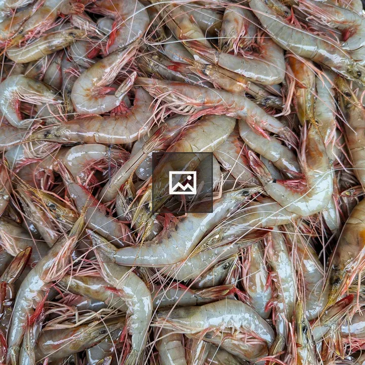 Close-up of Kerala prawns