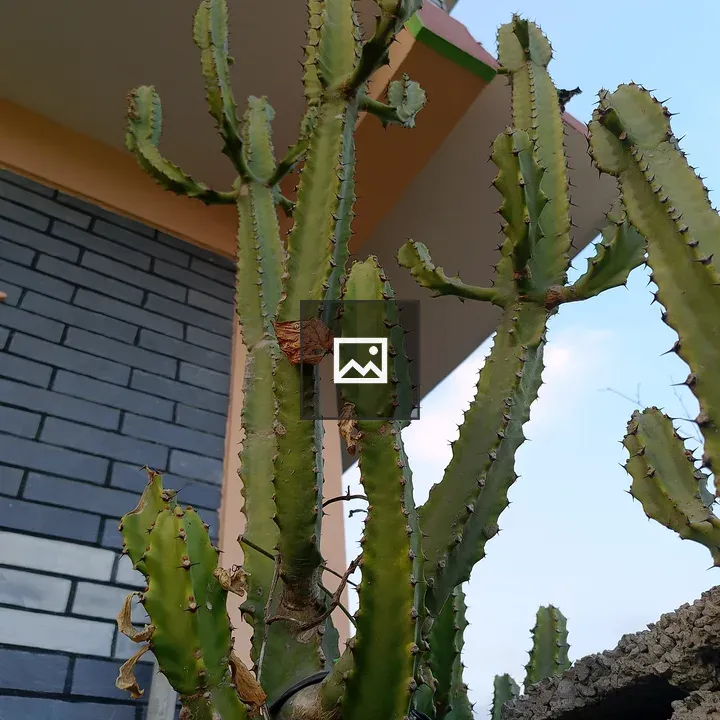 Tall green cactus against grey brick