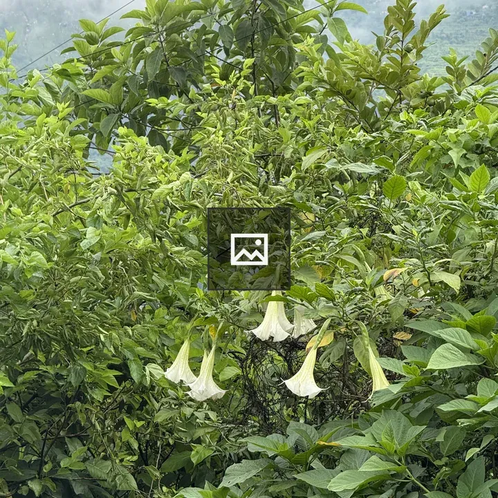 Bell-shaped white flowers on green bush