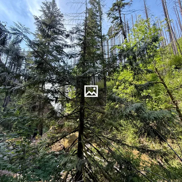 Evergreen Trees in Woodland Scene