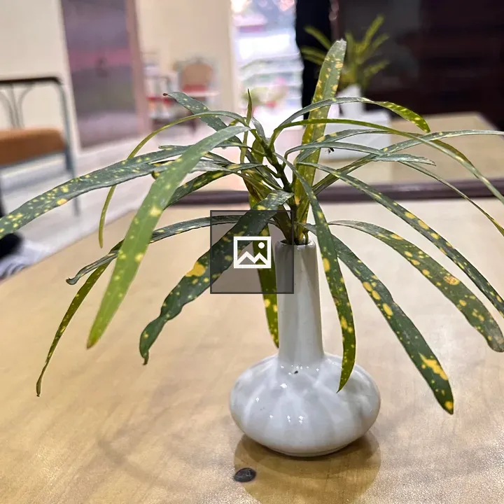 Leafy plant in white vase