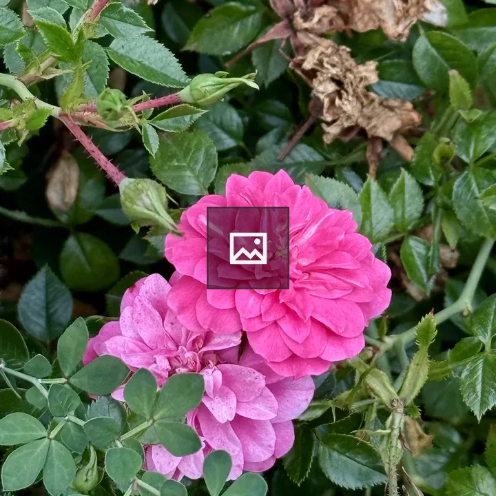 Two pink roses in garden