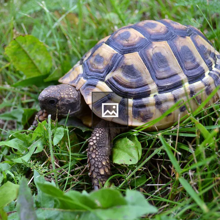Greek tortoise in grass