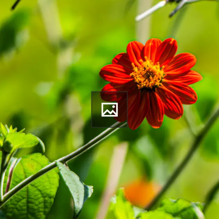 Close-up Mexican Sunflower