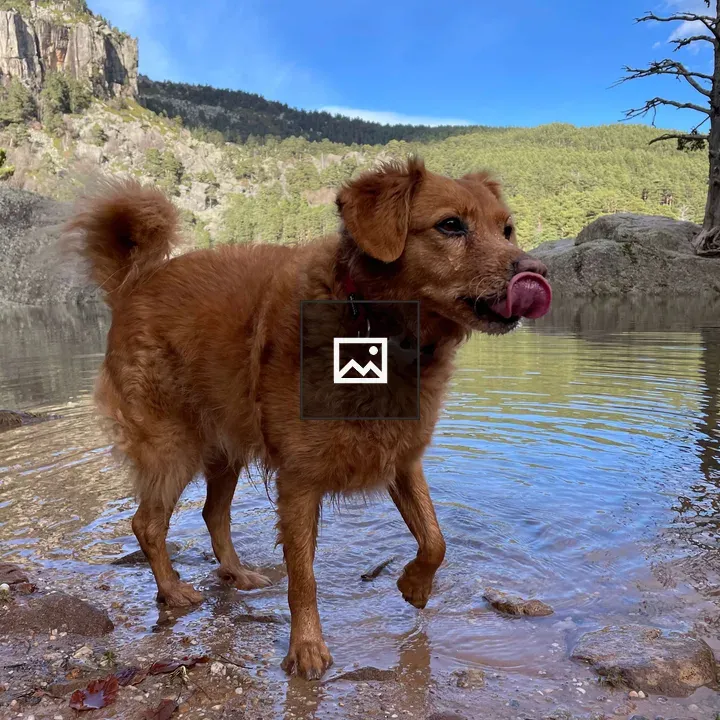 Lake landscape with dog
