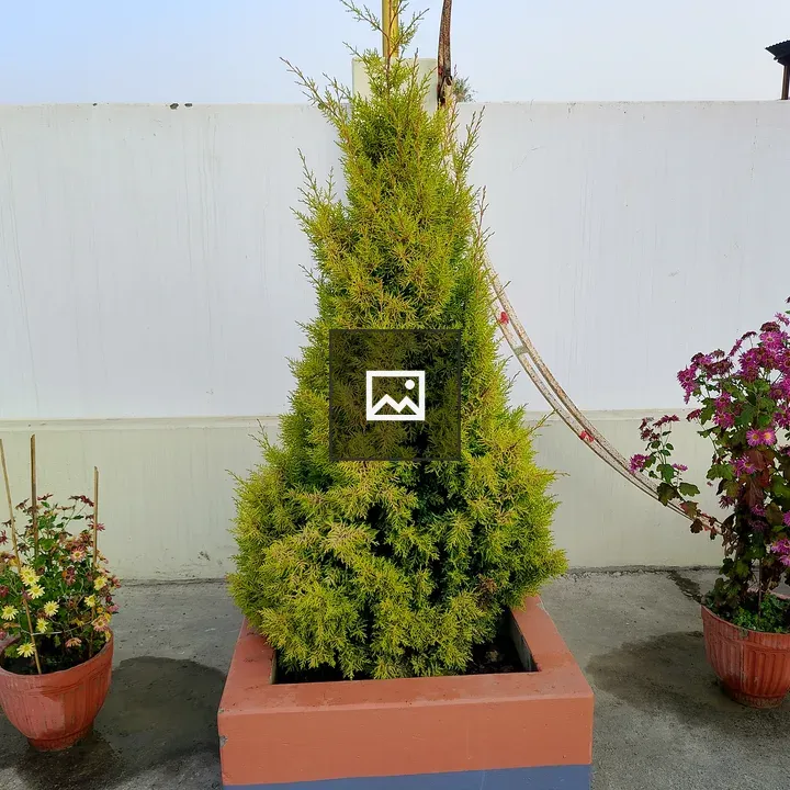 Garden conifer in planter