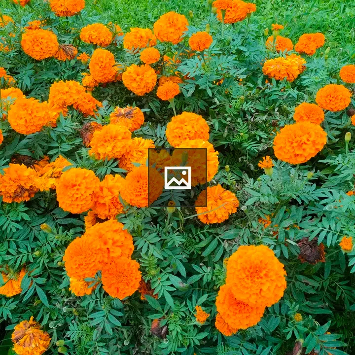 Vibrant orange marigold flowers