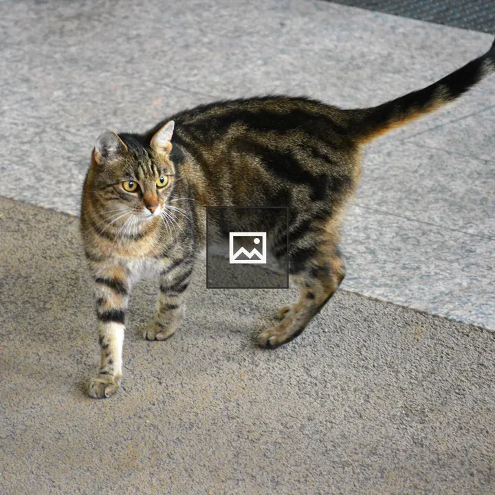 Cat at Schönbrunn Zoo