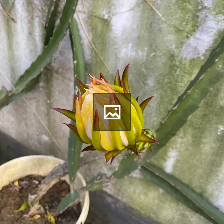 Unopened cactus flower bud