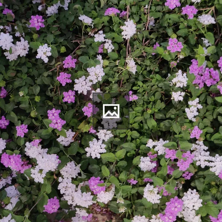 Purple and White Lantana Flowers