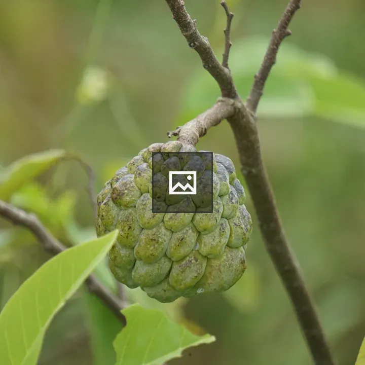 Green custard apple close-up