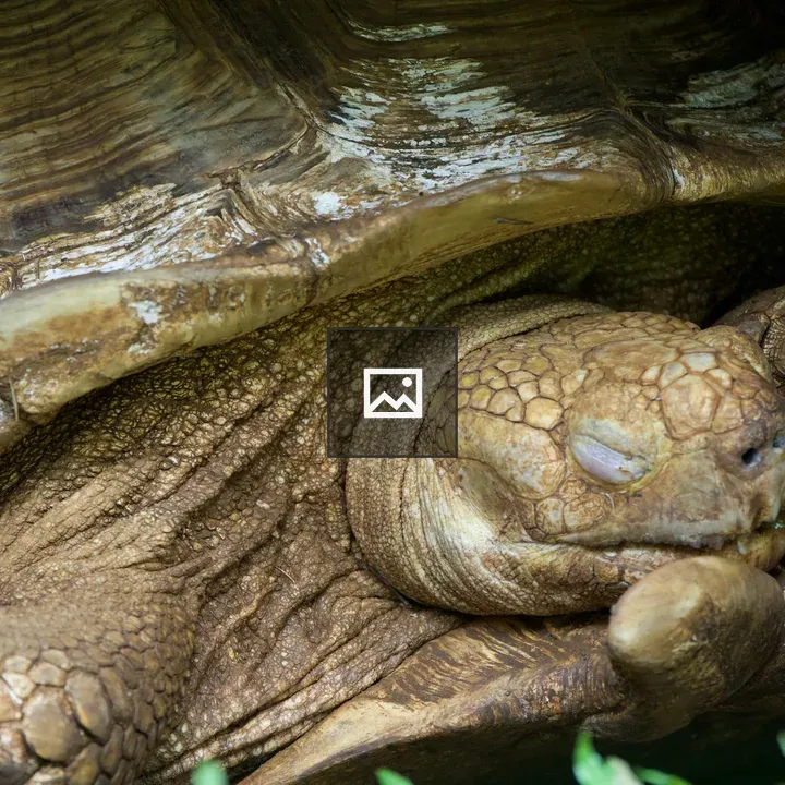 Turtle resting on ground