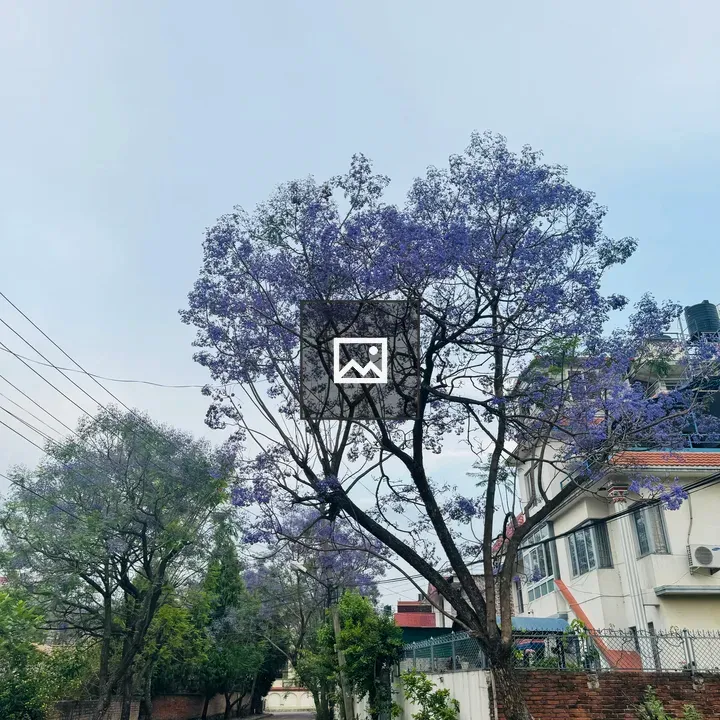 Jacaranda-lined residential street