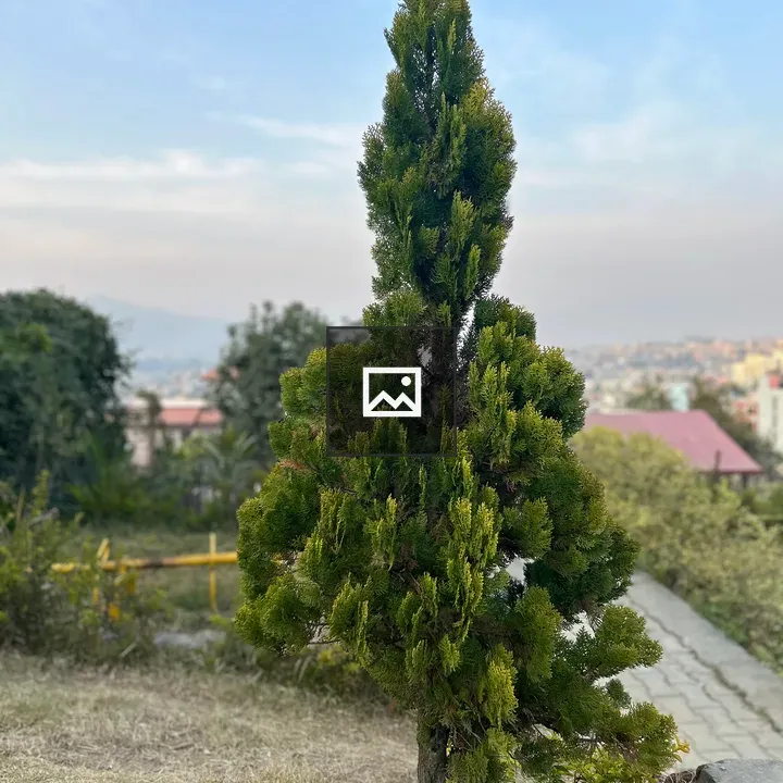 Tall Cypress Pine