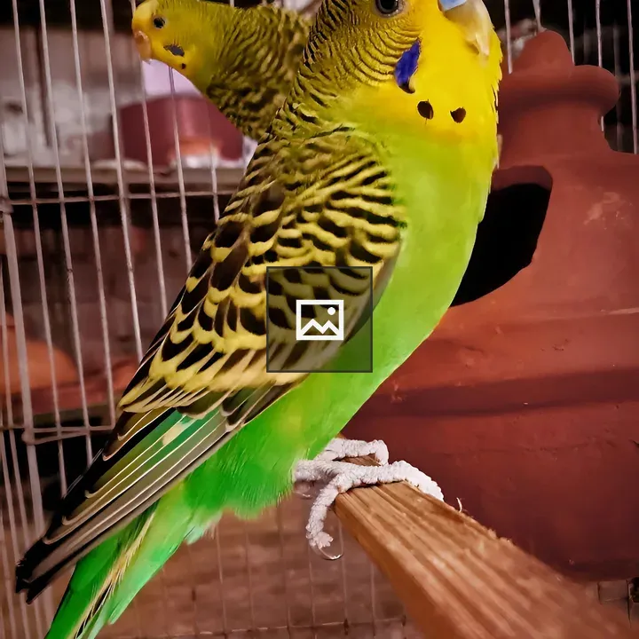 Budgerigar in Portrait
