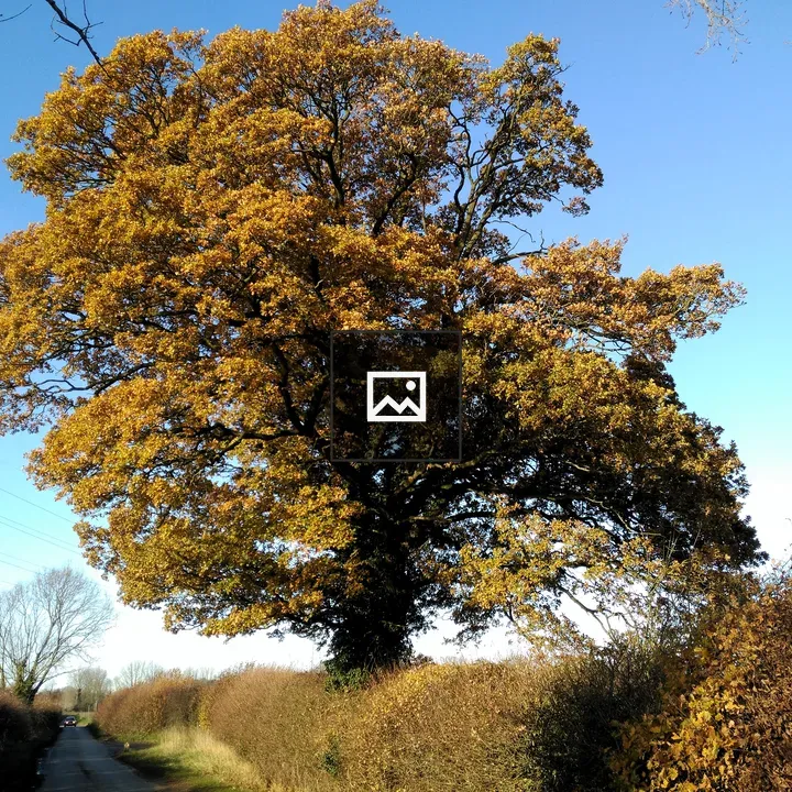 Big Tree in Autumn Colours