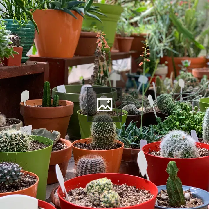 Green Succulents in Red Pots
