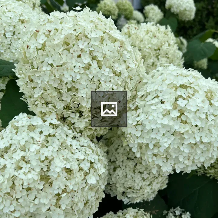 Ivory Hydrangeas
