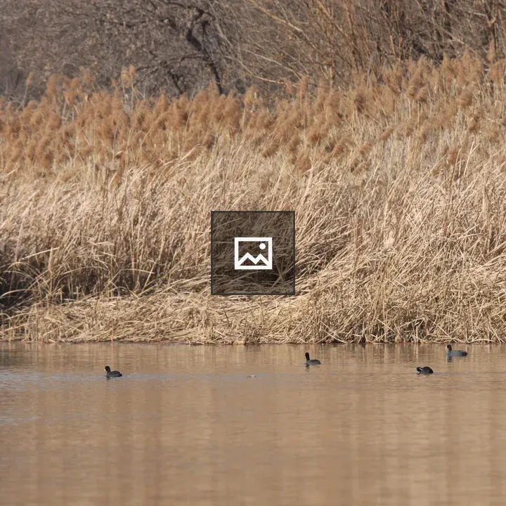 Five Eurasian Coots on Calm Water