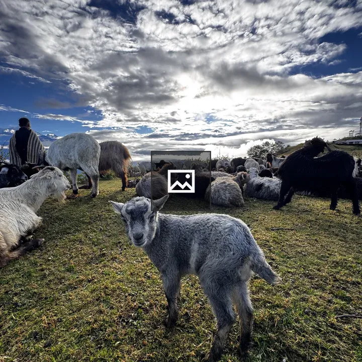 Sheep Grazing on Green Hillside