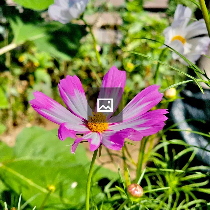 Garden cosmos flower
