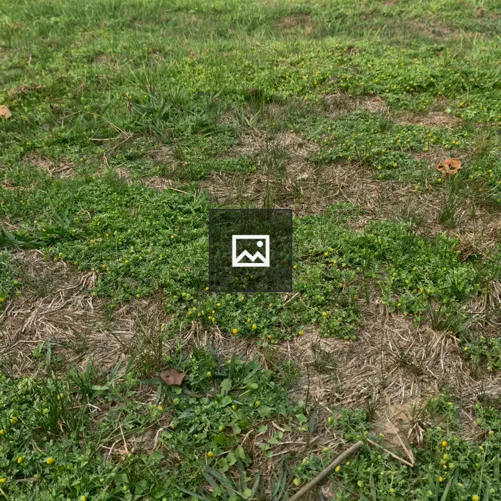 Close up grassy patch with yellow flowers