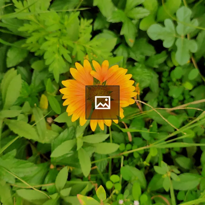 Orange flower from above