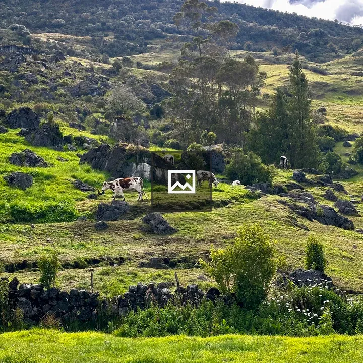 Dairy Cattle and Rooster on Terraced Pastures