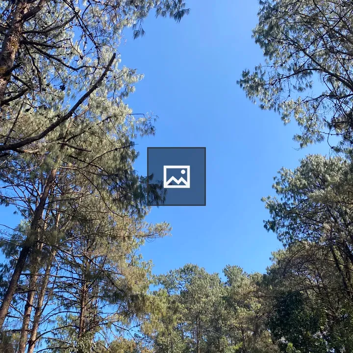 View Upward Through Pine Trees