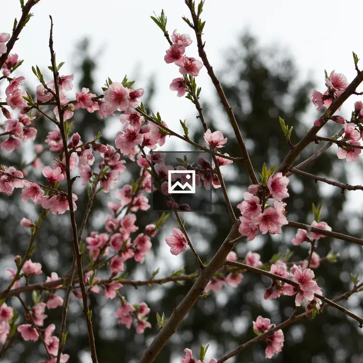 Peach Blossoms