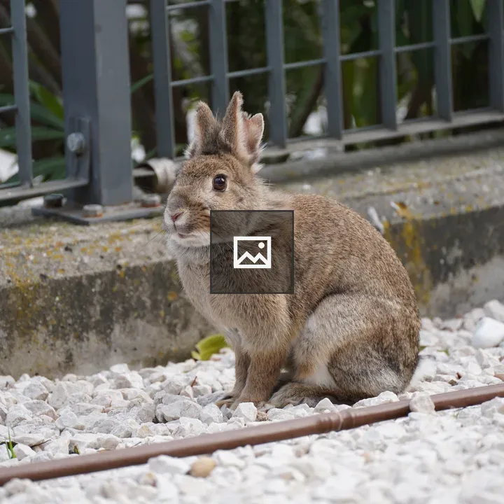 Brown Rabbit on Gravel