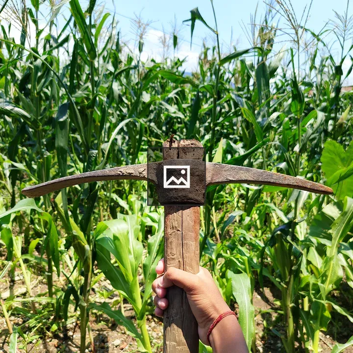 Person with Rusty Pickaxe in Cornfield